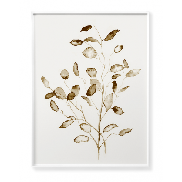 Dried plants poster no 6